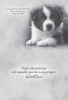 KJV Boxed Cards - Get Well, Baby Animals by Family Treasures