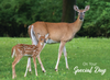 KJV Boxed Cards - Birthday, Deer by Family Treasures
