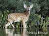 KJV Boxed Cards - Birthday, Deer by Family Treasures