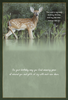 KJV Boxed Cards - Birthday, Deer by Family Treasures