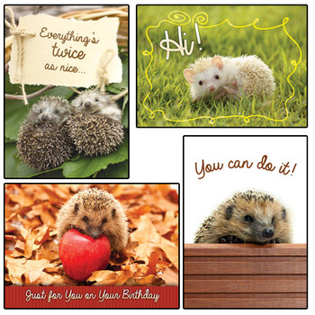 KJV Boxed Cards - All Occasion, Lovable Hedgies