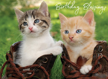 KJV Boxed Cards -Birthday, Furry Wishes 