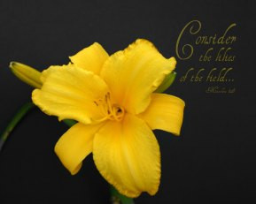 Consider the Lilies - 5 Blank Notecards