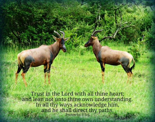 Trust in the Lord (gazelles) - 5 Blank Notecards