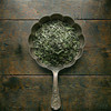 Dandelion leaf sample