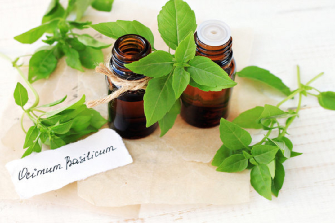 Basil Essential Oil Benefits and Recipes The Herbal Toad