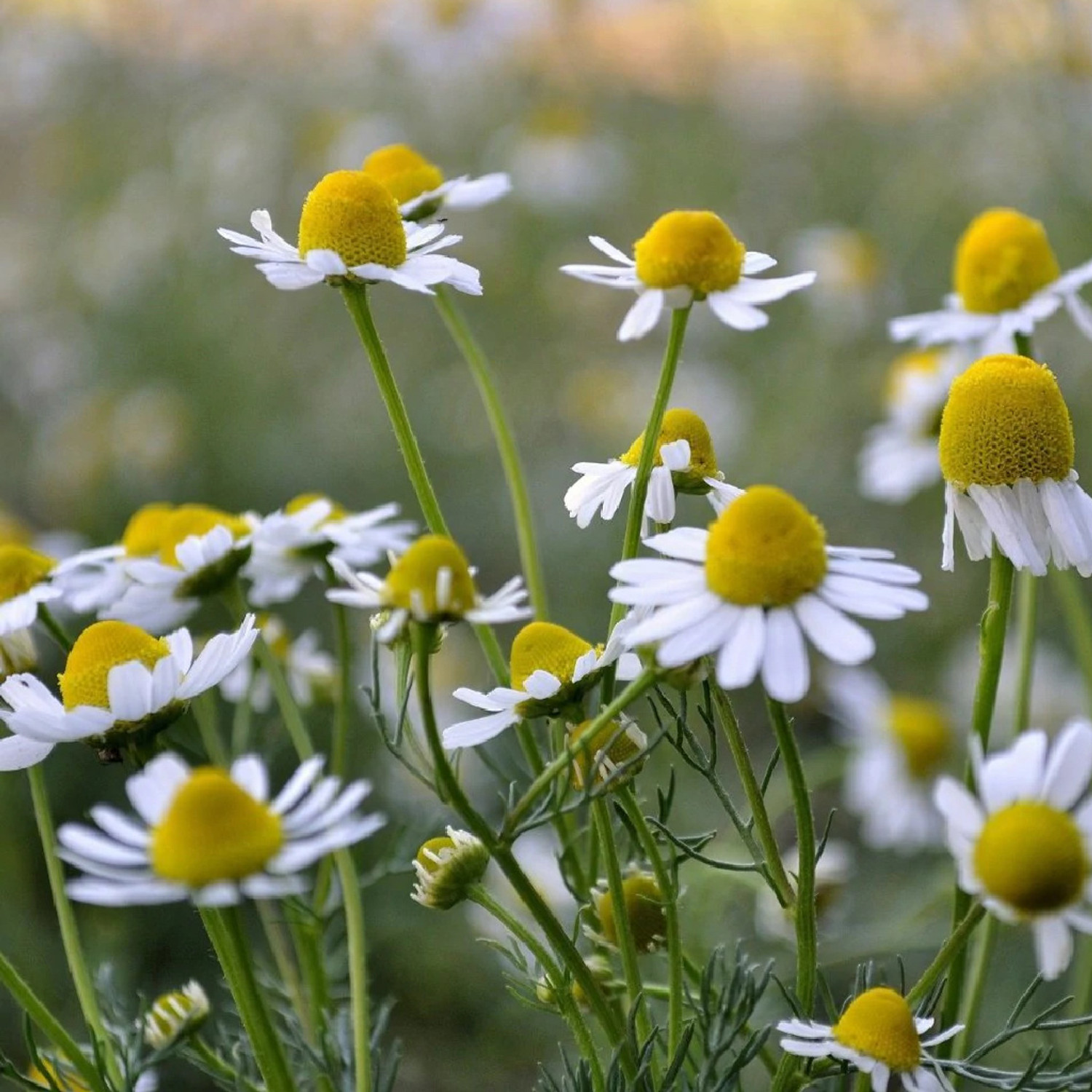 German Chamomile Essential Oil