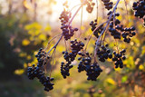 10 Amazing Elderberry Benefits