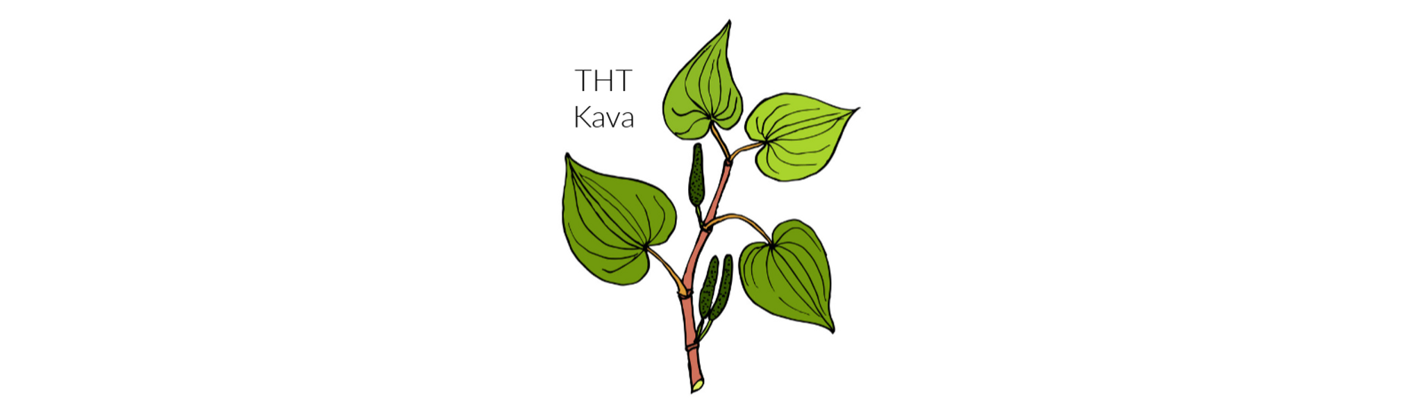 Kava: Nature's Liquid Courage