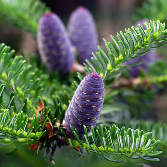 Balsam Fir Essential Oil