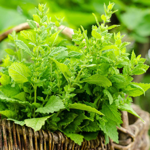 Lemon Balm Herbal Tincture Benefits