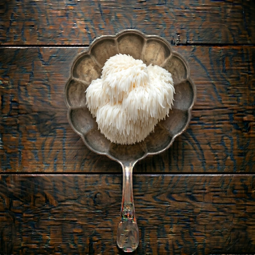 Lion's Mane Mushroom Sample