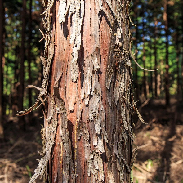Cedarwood Essential Oil Benefits