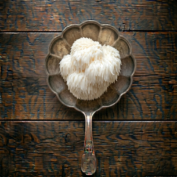 Lion's Mane Mushroom Sample
