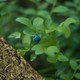 Bilberry Leaf