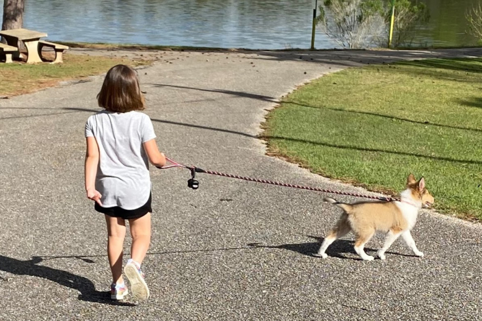 DIY Flea and Tick Spray Recipe
