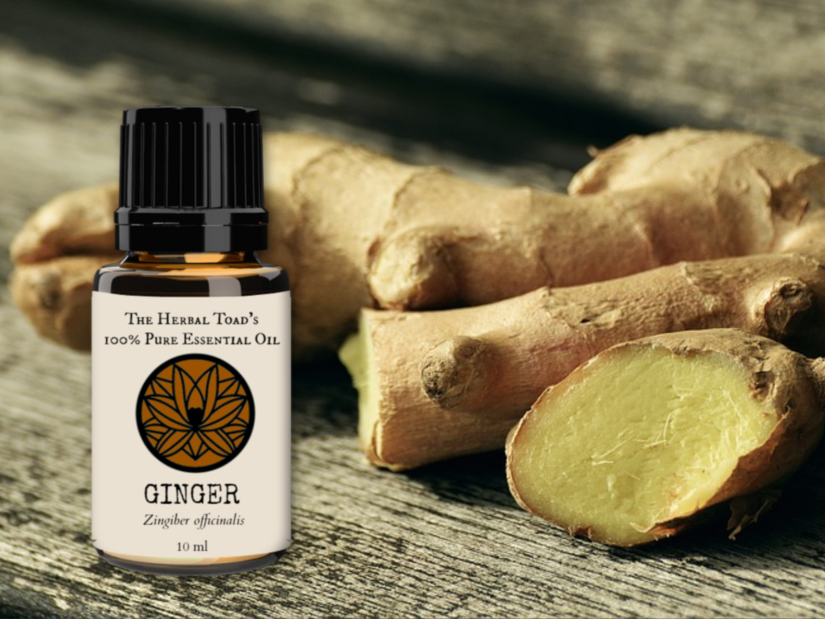 Ginger Essential Oil Benefits and Recipes The Herbal Toad
