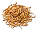 Live Mealworms Bird Food
