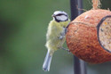 Premium Whole Coconut Shell Feeder