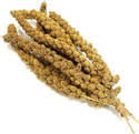 Large Natural Yellow Millet Sprays