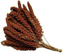 Large Natural Red Millet Sprays
