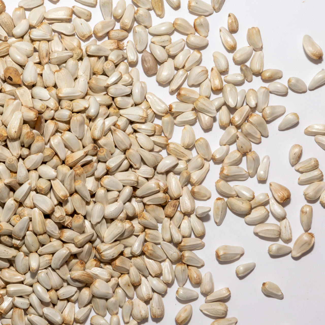 Can You Plant Safflower Bird Seed: Expert Tips for Thriving Gardens