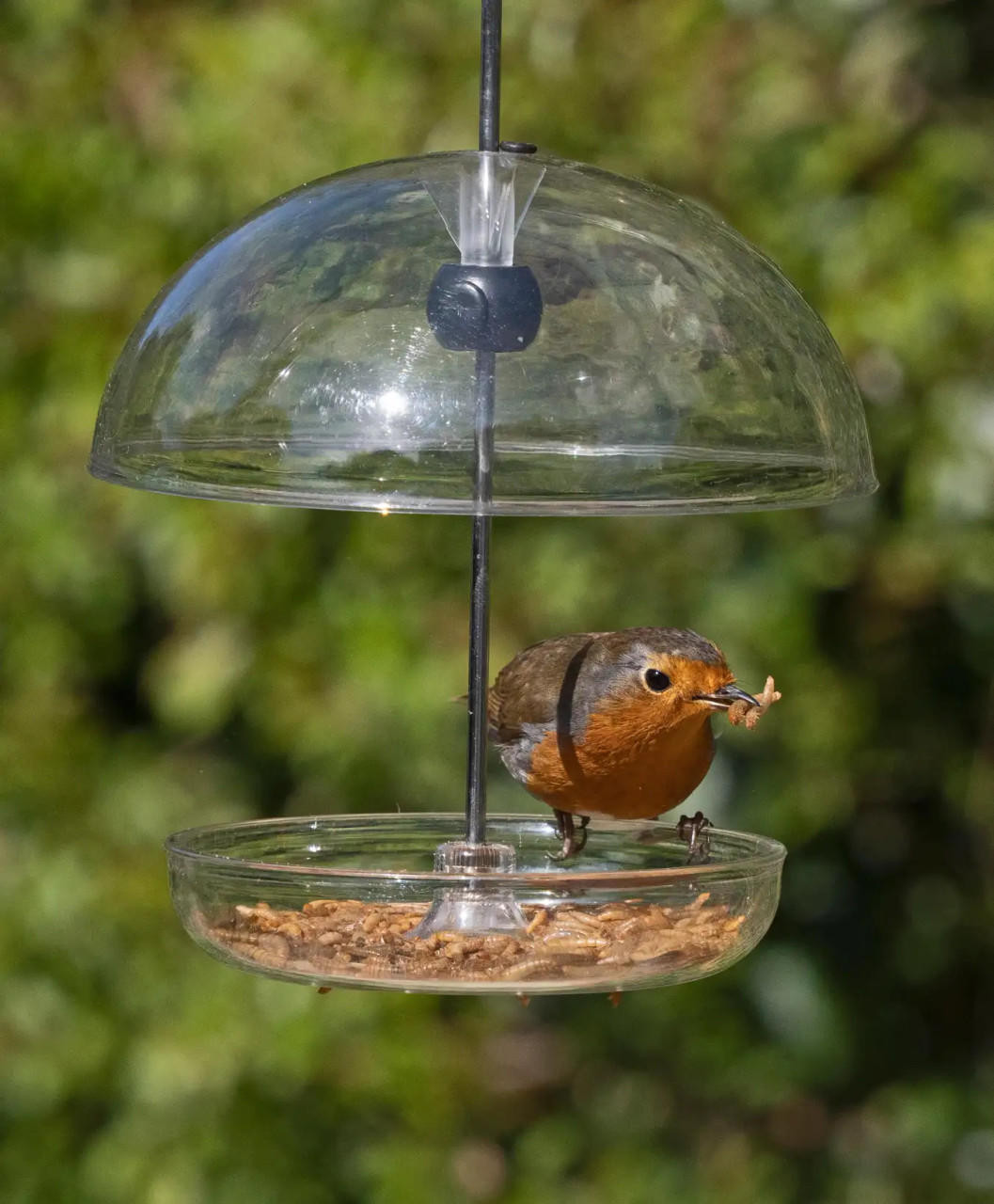 Jacobi Jayne Fensterwarnung Schmetterling – Reflektierend, Für Vogelschutz, 4 Stück