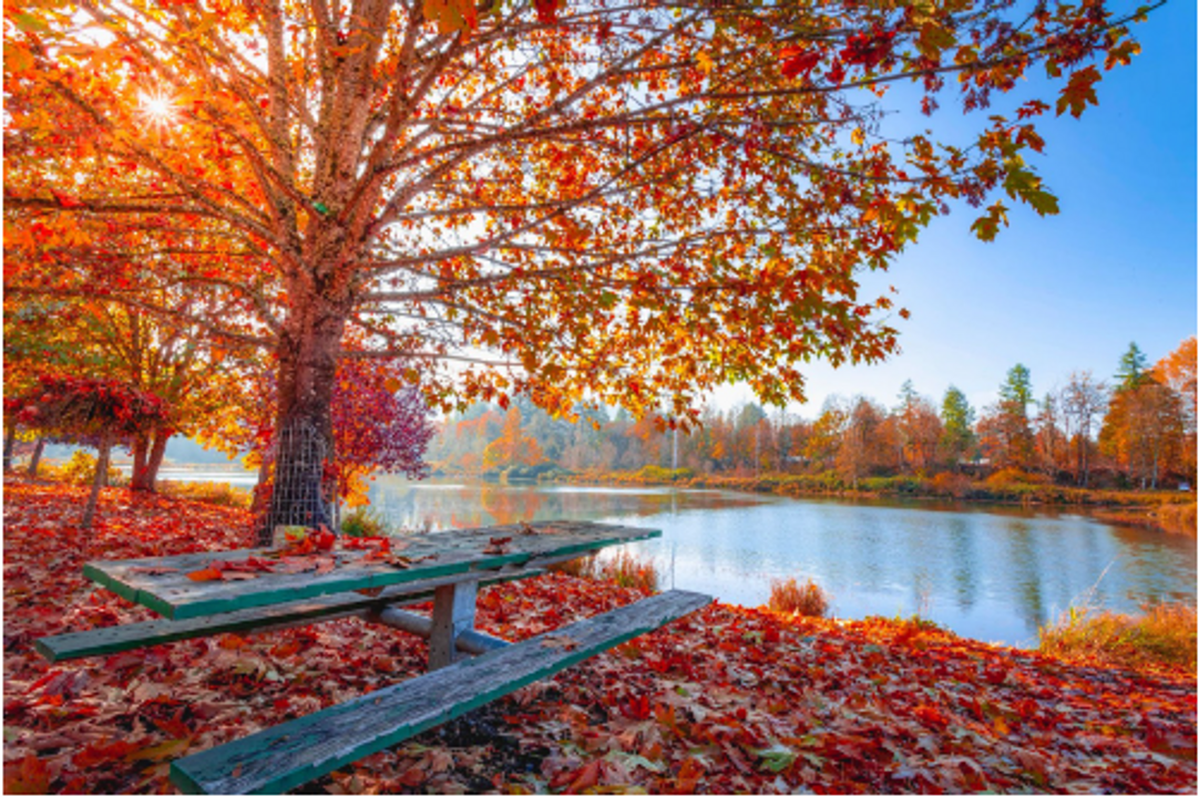 Top Tips For Feeding Birds In Autumn