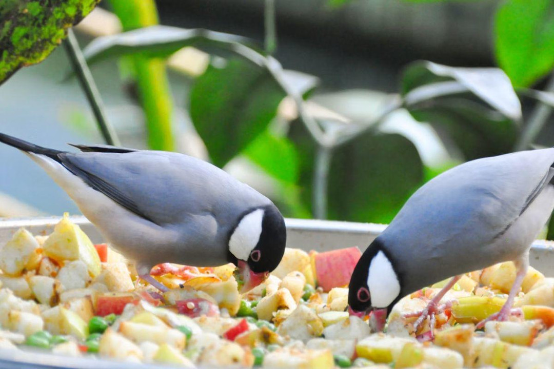 Do Birds Need Feeding Through Summer?