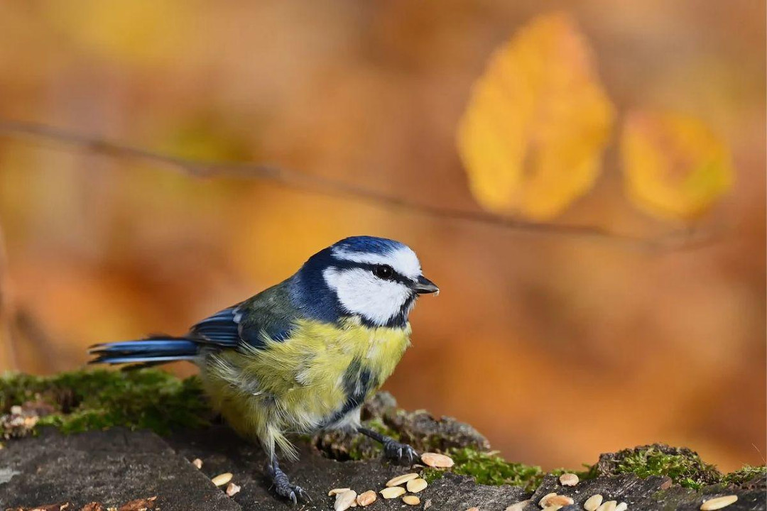 Top Five Bird Foods