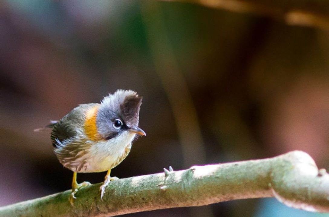 How To Welcome Birds To Your Garden