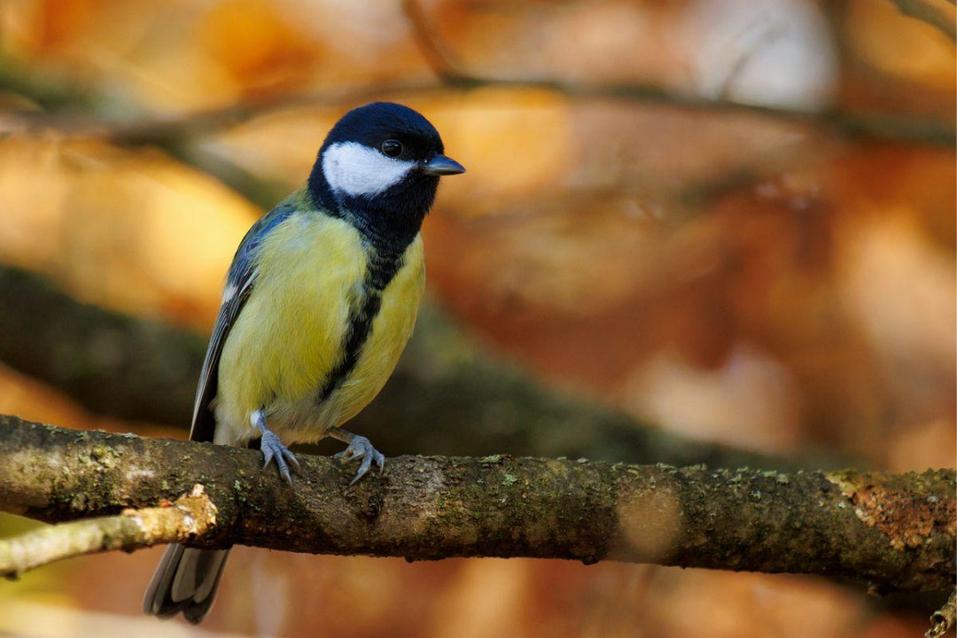 What Bird Food Should You Use In Autumn?