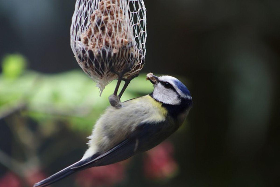 How Feeding The Birds Can Help You Get Closer To Wildlife At Home