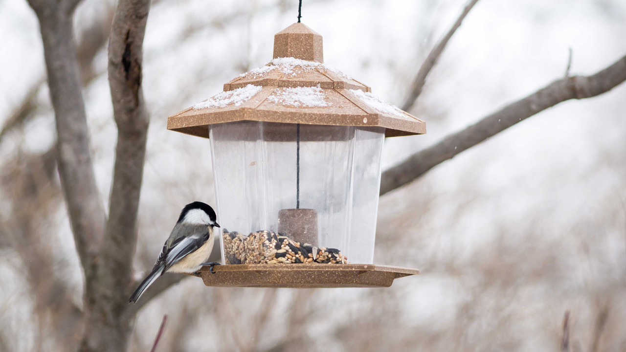 The Benefits Of Feeding Wild Birds In The Winter