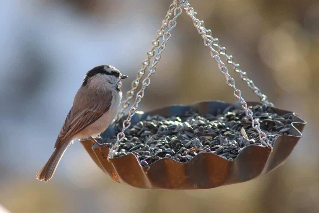 Which Bird Seed Is Best?