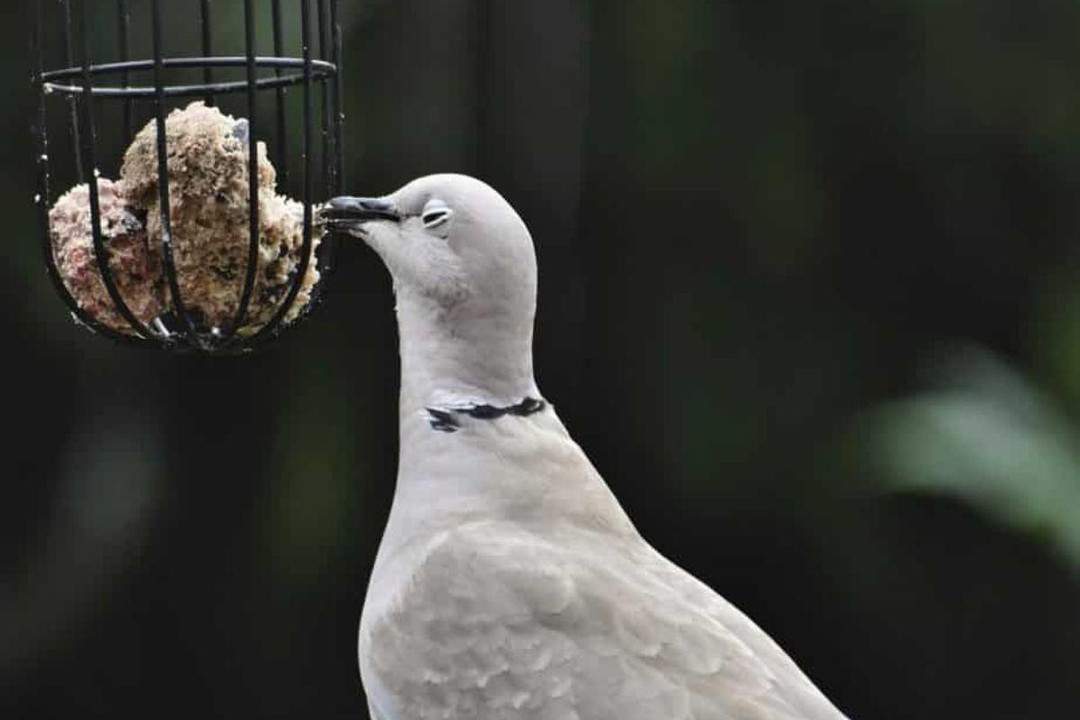 Why It's Important To Buy Quality Wild Bird Food