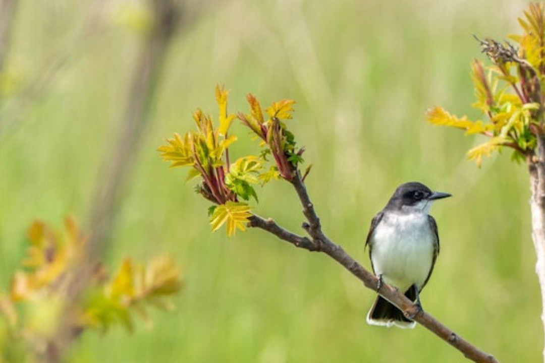 Top Father's Day Gifts For Bird Watchers