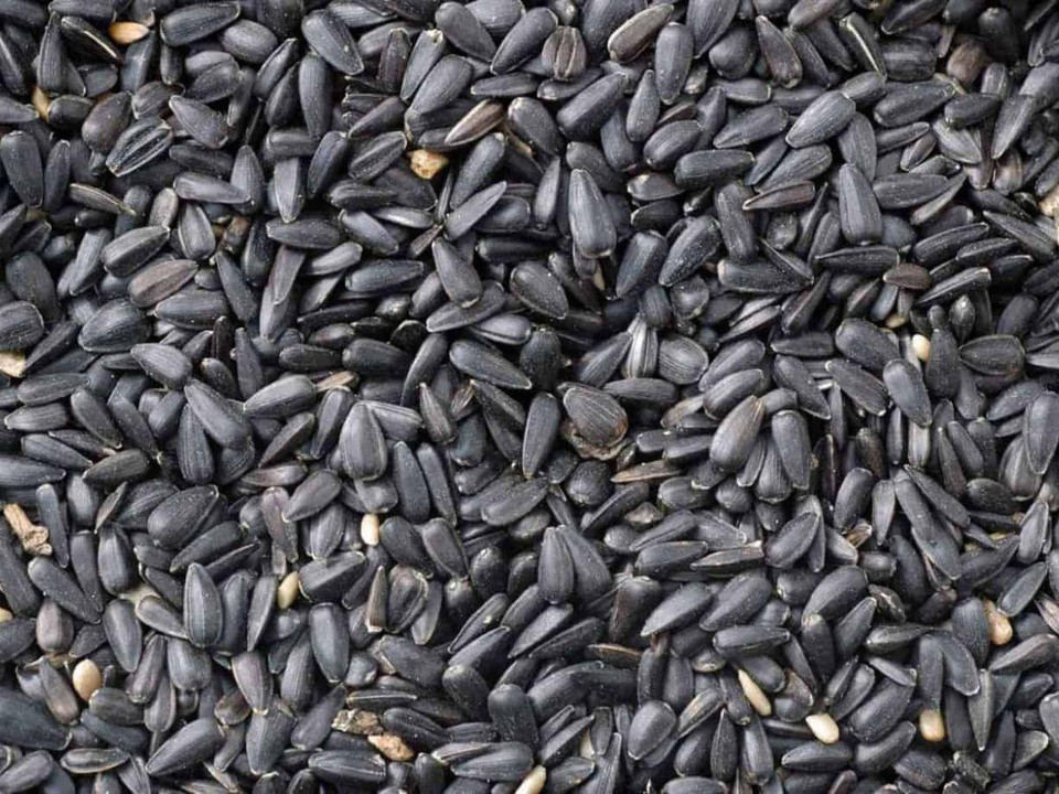 Will Sunflower Seeds From Bird Food Grow?