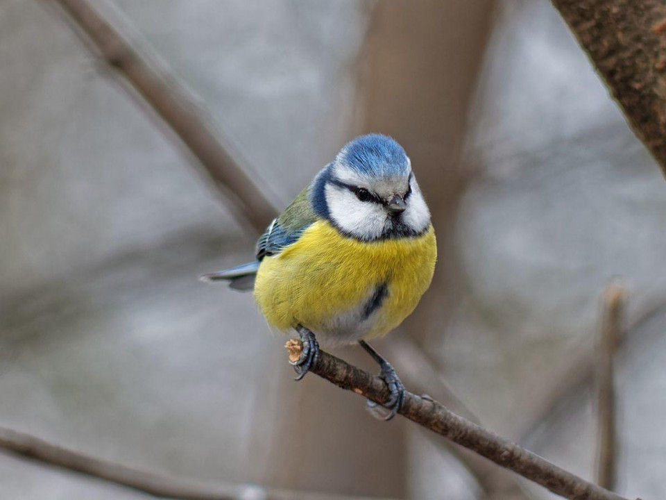 Why You May See Less Birds In Winter