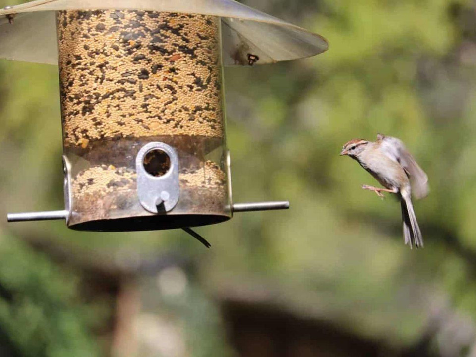 Bird Feed To Help You Spot Wild Birds In Winter
