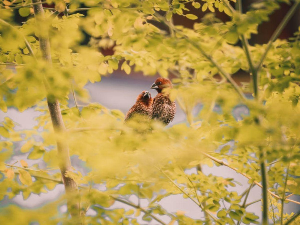 How To Identify Birds In Your Garden?