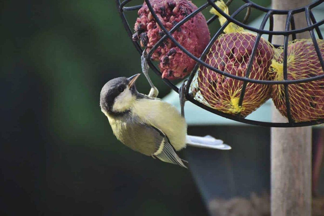 What Bird Feed Should You Use In The Colder Months?