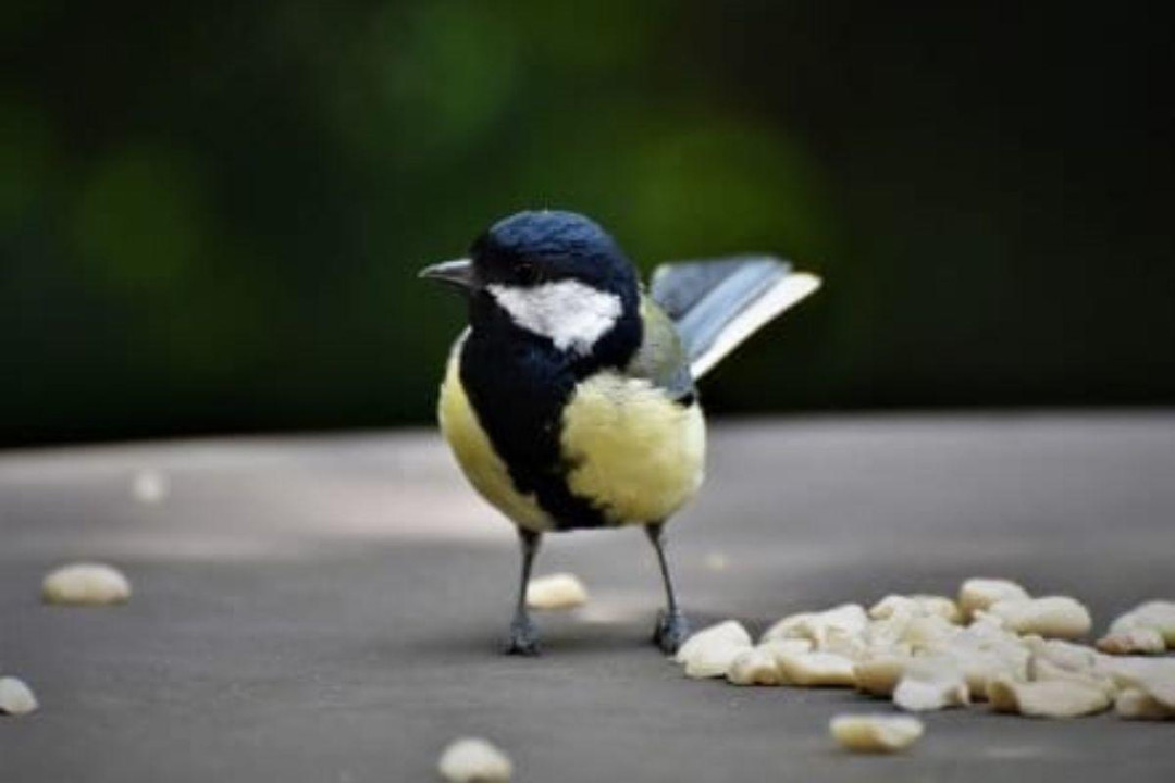What Christmas Treats Can Birds Eat?