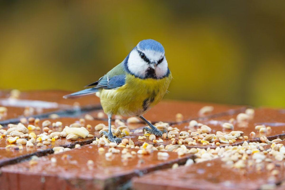 What Bird Food Is Healthiest?