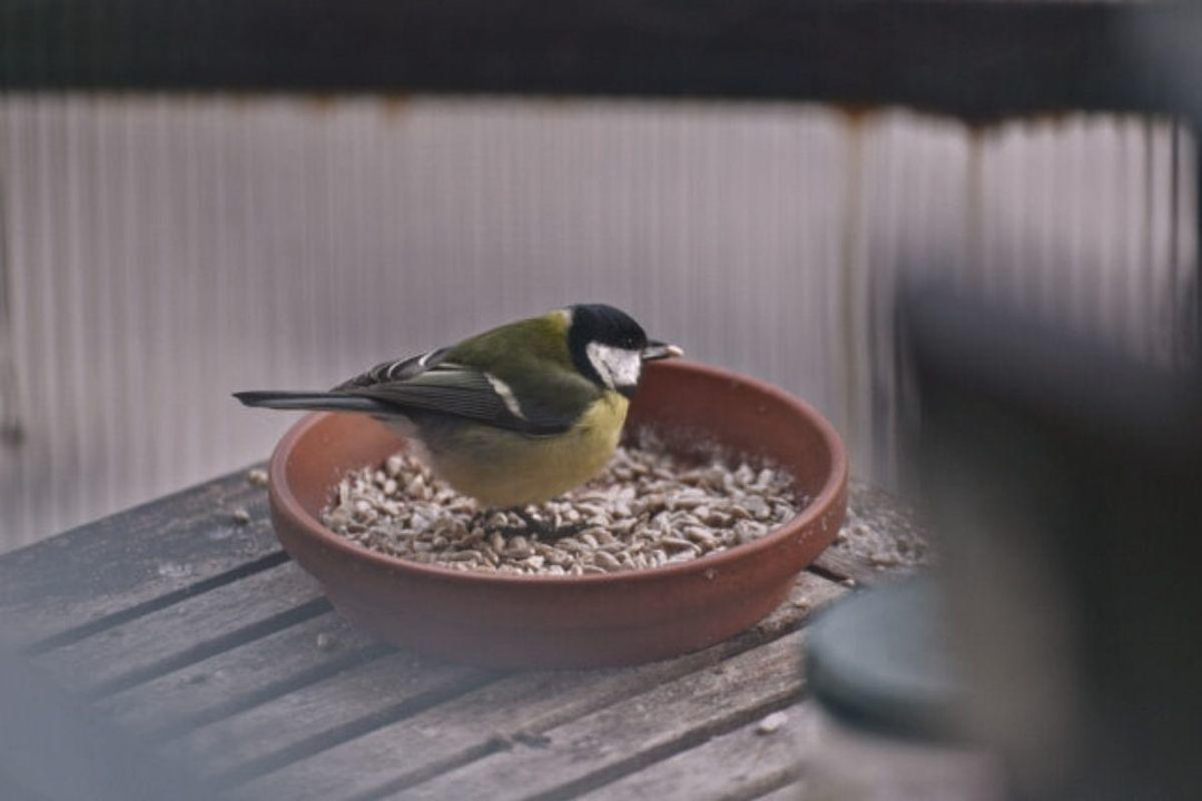 How To Save On Bird Feed