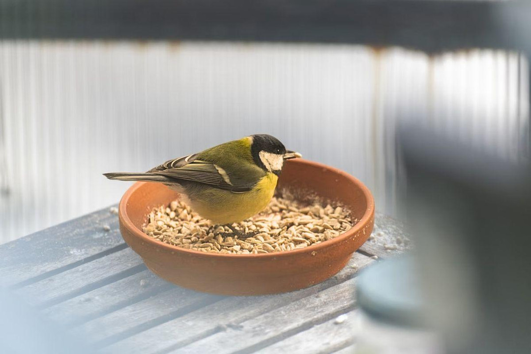 Should You Increase Bird Feed In Autumn?