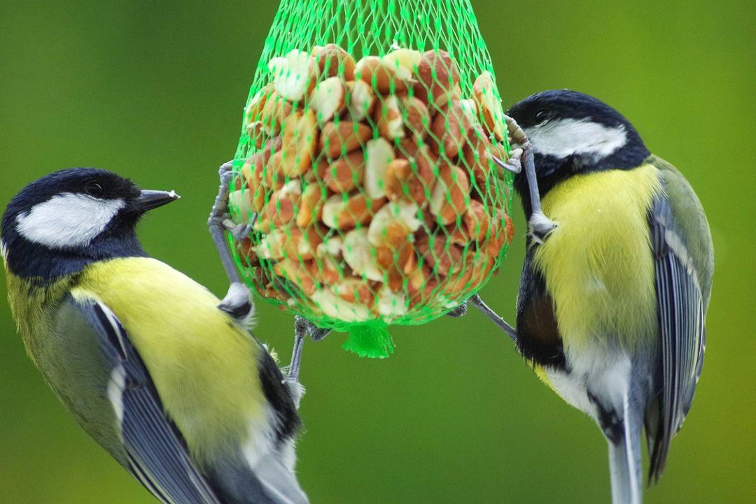 Feeding Garden Birds - The Myths