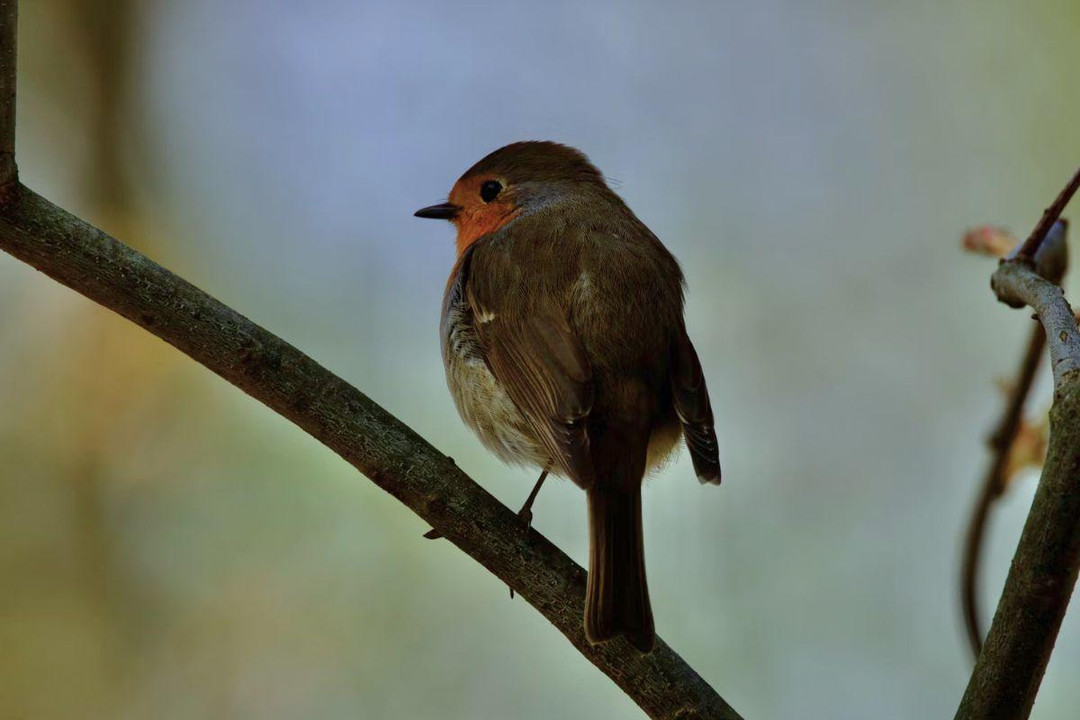 Autumn Wildlife Care Tips