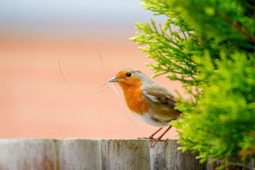 Where Do Robins Go In Summer?