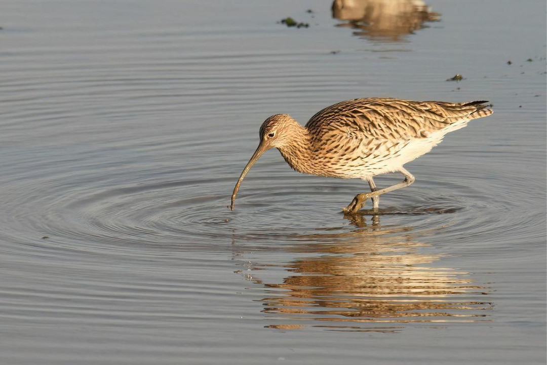 Saving the Curlew